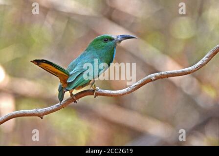 Ein Blaubärtiger Bienenfresser (Nyctyornis athertoni) Im Wald in Westthailand Stockfoto