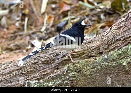 Ein weißkroniger Gabelschwanz (Enicurus leschenaulti) Im Wald im Nordosten Thailands Stockfoto