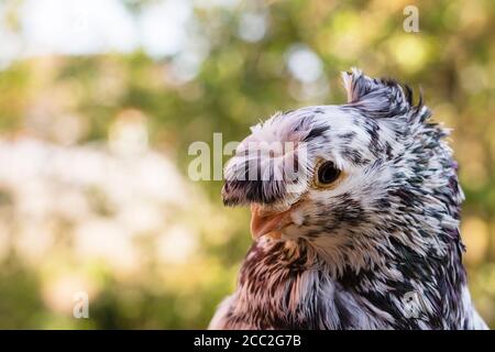 Englisch Fantail Taube Nahaufnahme, der Hintergrund ist verschwommen. Stockfoto