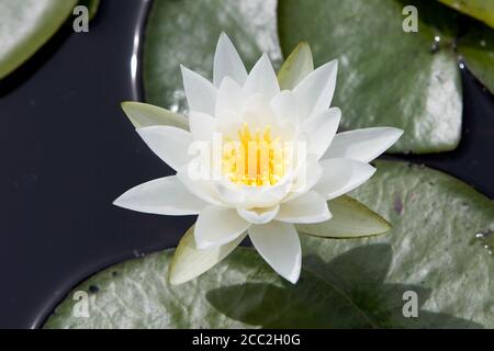 (Nymphaea odorata) Stockfoto