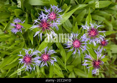 Bergkornblume (Centaurea montana) Stockfoto