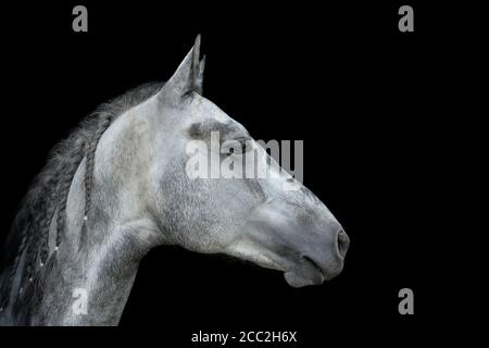 Graues Pferd Porträt Nahaufnahme isoliert auf schwarzem Hintergrund. Das Orlov Trotter Pferd Porträt. Stockfoto