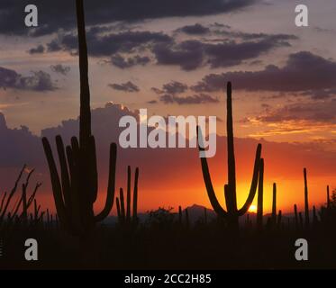 Saguaro National Park AZ / JULI Sonnenuntergang über Avra Valley und Roskruge Mountains mit reifen Saguaro Kaktus Silhouetten im Vordergrund. Stockfoto