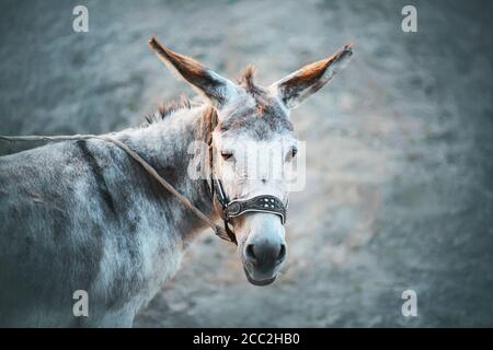 Ein süßer grauer Haustrauriger Esel mit langen Ohren und braunen Augen steht an einer Leine auf grauem Hintergrund. Viehzucht. Stockfoto