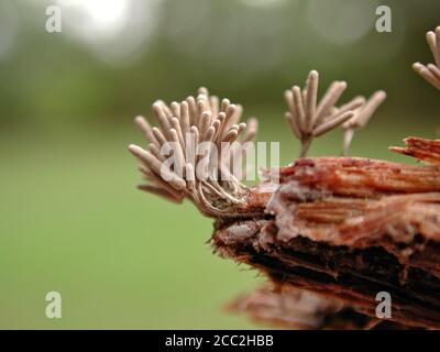 Dies ist eine Schleimform, die auf verfallendem Holz in Nord-Zentral-Florida gefunden wird. Stemonitis fusca. Stockfoto