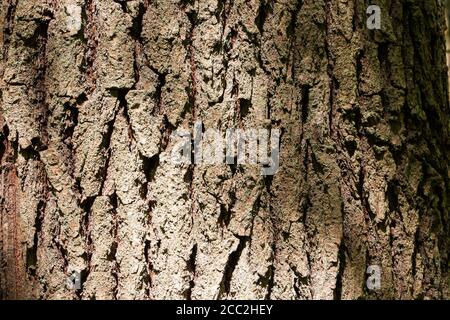 Die Rinde eines alten Baumes. Das Relief der Kruste, Textur der alten Rinde Stockfoto