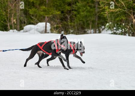 Running Pointer Dog auf Schlittenhund Rennen. Winter Hundesport Schlittenmannschaftswettbewerb. Englischer Pointer Hund im Harness ziehen Skifahrer oder Schlitten mit Musher. Aktiv Stockfoto