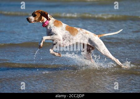 Camber, East Sussex, Großbritannien. 17 August 2020. Ein Rettungshund aus England spielt und planscht gerne im Meer bei Camber in East Sussex. Bildnachweis: PAL Media /Alamy Live News Stockfoto