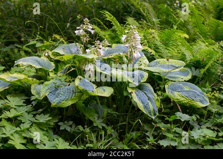 Blüten einer Wegerich-Lilie, auch Giboshi, Hosta sieboldiana oder Blaublatt Funkie genannt Stockfoto