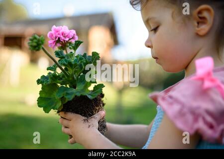 Kleines Kleinkind Mädchen im Garten im Sommer im Freien stehend, hält blühende Pflanze. Stockfoto