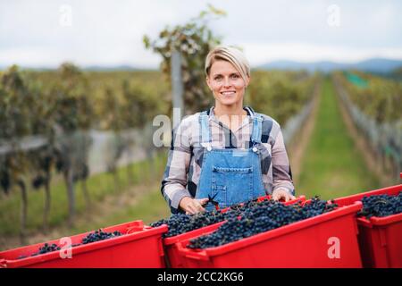 Frau Sammeln von Trauben im Weinberg im Herbst, Erntekonzept. Stockfoto