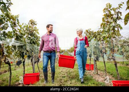 Mann und Frau sammeln Trauben im Weinberg im Herbst, Erntekonzept. Stockfoto