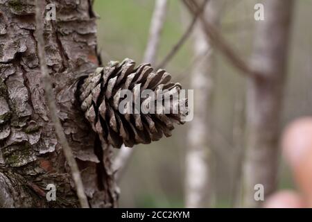 Nahaufnahme eines Kiefernkegels Stockfoto