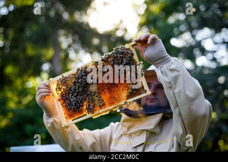 Portrait des Menschen Imker hält Wabenrahmen voll von Bienen in Bienenhaus. Stockfoto