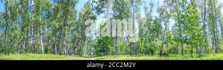 Sommerfrühlingslandschaft - Frau, die mit einem Kinderwagen in einem Birkenhain an einem sonnigen Tag geht, Banner, riesiges Panorama Stockfoto