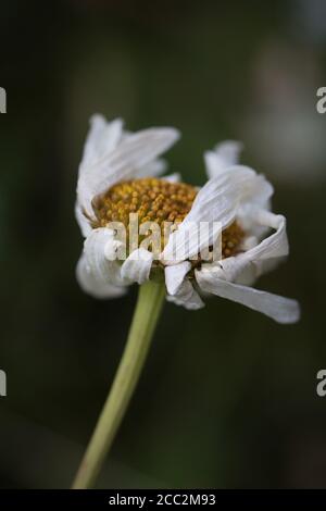 Eine sterbende Gänseblümchen-Blume. Stockfoto