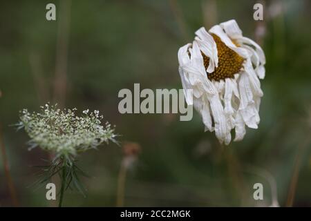 Eine sterbende Gänseblümchen-Blume. Stockfoto
