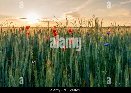 Agricultural grain field with red poppies and other colorful flowers during sunset. Stockfoto