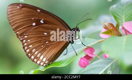 Brauner Monarchschmetterling auf einer rosa Blume, ein graziges und fragiles Lepidoptera-Insekt, das für seine Wanderung in massiven Gruppen auf der ganzen Welt bekannt ist, Makro Stockfoto