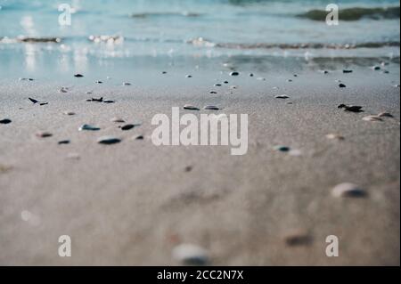 Verschwommener Nordseehintergrund mit Wasser im Hintergrund und Sand mit Muscheln im Vordergrund Stockfoto