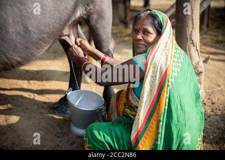 Bhagwanti Devi (55) melkt einen Büffel in ihrem Haus in Bihar, Indien. Im Rahmen ihrer Teilnahme am Transboundary Flood Resilience Project konnte sie in ein kleines Milchproduktionsunternehmen investieren, um ihren landwirtschaftlichen Lebensunterhalt zu ergänzen. Die Haltung von Milchkühen bedeutet, dass Bhagwanti und ihre Familie weniger anfällig für Schocks durch überflutete Felder und zerstörte Feldfrüchte während der Regenzeit sind. Stockfoto