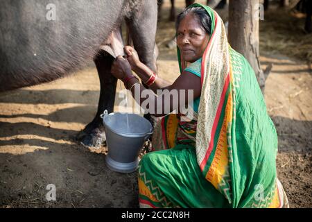 Bhagwanti Devi (55) melkt einen Büffel in ihrem Haus in Bihar, Indien. Im Rahmen ihrer Teilnahme am Transboundary Flood Resilience Project konnte sie in ein kleines Milchproduktionsunternehmen investieren, um ihren landwirtschaftlichen Lebensunterhalt zu ergänzen. Die Haltung von Milchkühen bedeutet, dass Bhagwanti und ihre Familie weniger anfällig für Schocks durch überflutete Felder und zerstörte Feldfrüchte während der Regenzeit sind. Stockfoto