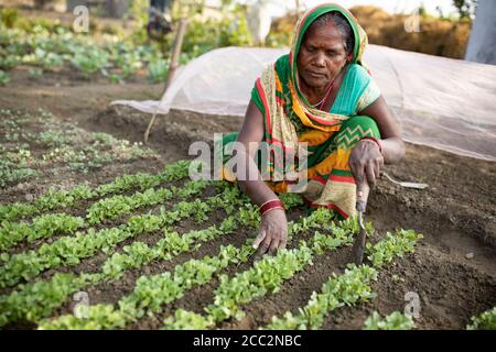 Eine Kleinbäuerin grätet ihr Gemüsebeet auf ihrem kleinen Bauernhof im indischen Bundesstaat Bihar. Stockfoto