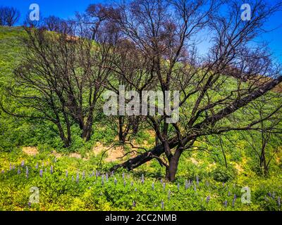 Nahaufnahme von verbrannten Bäumen auf einem Hügel von Malibu Creek State Park in den Santa Monica Mountains im Frühling 2019 Stockfoto