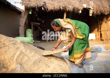 Eine Kleinbäuerin weint auf ihrem kleinen Bauernhof im indischen Bundesstaat Bihar ihre Reiskorn-Ernte. Stockfoto