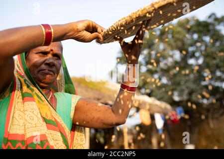 Eine Kleinbäuerin weint auf ihrem kleinen Bauernhof im indischen Bundesstaat Bihar ihre Reiskorn-Ernte. Stockfoto