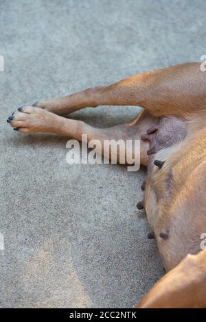 Die Brustwarzen einer französischen Bulldogge, die für die Zucht verwendet wird. Stockfoto