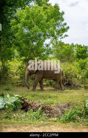 Elefant im Dschungel, Udawalawe Nationalpark, Sri Lanka. Hochformat Stockfoto