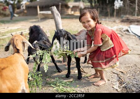 Ein junges Mädchen, 6 Jahre alt, füttert die Ziegen ihrer Familie außerhalb ihres Hauses in West Champaran District, Bihar, Indien. Stockfoto