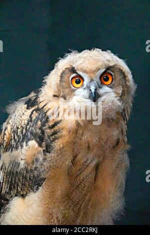 Porträt einer jungen eurasischen Adlereule (Bubo bubo), der größten Eule in der Welt der Eulen, die bis zu zehn Pfund Gewicht erreicht. Stockfoto