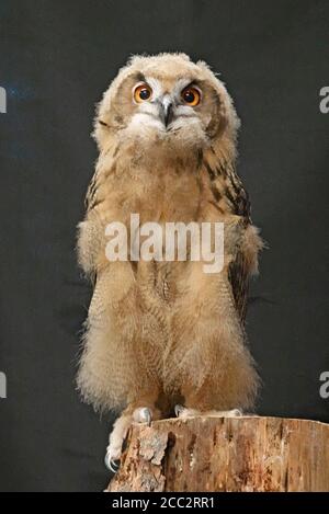 Porträt einer jungen eurasischen Adlereule (Bubo bubo), der größten Eule in der Welt der Eulen, die bis zu zehn Pfund Gewicht erreicht. Stockfoto
