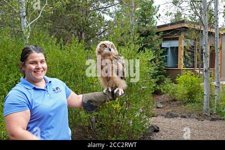 Porträt einer jungen eurasischen Adlereule (Bubo bubo), der größten Eule in der Welt der Eulen, die bis zu zehn Pfund Gewicht erreicht. Stockfoto