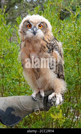 Porträt einer jungen eurasischen Adlereule (Bubo bubo), der größten Eule in der Welt der Eulen, die bis zu zehn Pfund Gewicht erreicht. Stockfoto