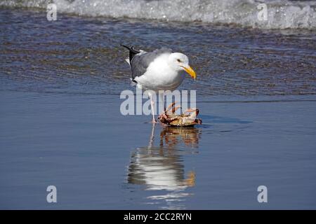 Eine kalifornische Möwe, die eine Dungeness-Krabbe an einem einsamen Strand an der Pazifikküste von Oregon in der Nähe der Stadt Yachats, Oregon, isst. Stockfoto