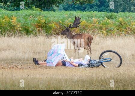 Bushy Park, Hampton Court. August 2020. Heute ist das Wetter im Südosten unruhig. Sonnenschein und Duschen im Bushy Park in Hampton Court. Rotwild und Damwild, die zwischen den buschigen Wäldern und Gräsern des Parks weiden. Kredit: james jagger/Alamy Live Nachrichten Stockfoto