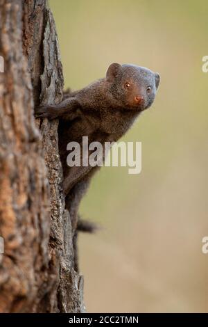 A Common Dwarf Mongoose (Helogale parvula) Kruger National Park, Südafrika Stockfoto