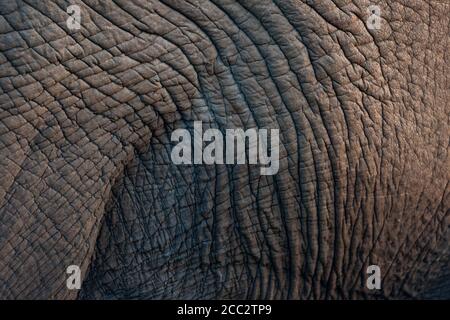 Hautdetail eines afrikanischen Elefanten Loxodonta africana Kruger National Park, Südafrika Stockfoto