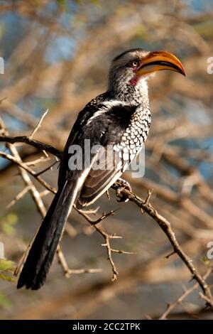 Südlicher Gelbschnabelhornbill (Tockus leucomelas) Kruger-Nationalpark, Südafrika Stockfoto