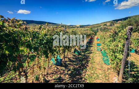 Kisten entlang Reihen von Weinreben zur Vorbereitung auf die Ernte in der Toskana, Italien aufgereiht Stockfoto