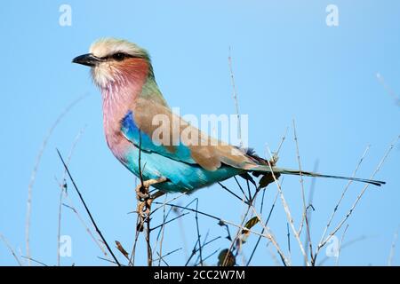 Fliederbreasted Roller Coracias caudata Kruger National Park, Südafrika Stockfoto