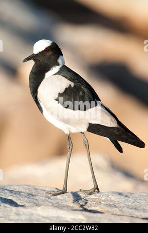 Blacksmith Plover oder Blacksmith Lapwing Vanellus armatus Kruger National Park, Südafrika Stockfoto