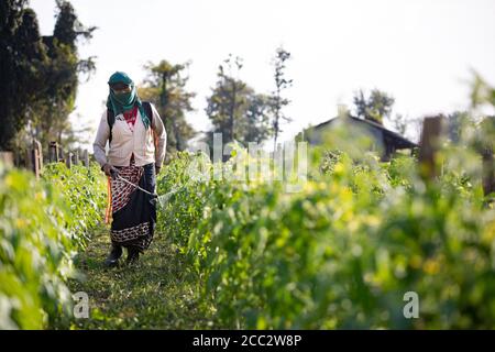 Asha Maya Gurung (47) sprüht ihre Tomatenernte mit Pestiziden auf ihrer Farm im Nawalparasi District, Provinz Nr. 5, Nepal. Im Rahmen des Transboundary Flood Resilience Project der LWR führte die LWR eine neue kalttolerante Tomatensorte in die Farm von Frau Gurung ein, die es ihr ermöglicht, im Winter zu bewirtschaften und so mögliche Schäden oder Zerstörungen ihrer Ernte durch Überschwemmungen während der Regenmonsunzeit zu vermeiden. Stockfoto