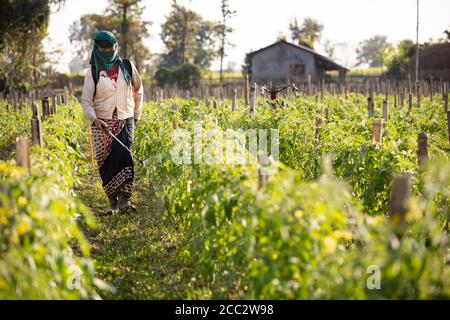 Asha Maya Gurung (47) sprüht ihre Tomatenernte mit Pestiziden auf ihrer Farm im Nawalparasi District, Provinz Nr. 5, Nepal. Im Rahmen des Transboundary Flood Resilience Project der LWR führte die LWR eine neue kalttolerante Tomatensorte in die Farm von Frau Gurung ein, die es ihr ermöglicht, im Winter zu bewirtschaften und so mögliche Schäden oder Zerstörungen ihrer Ernte durch Überschwemmungen während der Regenmonsunzeit zu vermeiden. Stockfoto