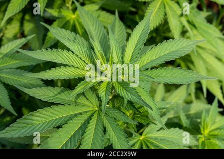 Nahaufnahme von grünen Blättern, Cannabis oder Marihuana-Pflanze Stockfoto