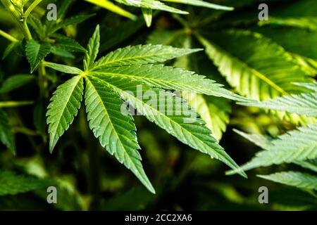 Nahaufnahme von grünen Blättern, Cannabis oder Marihuana-Pflanze Stockfoto
