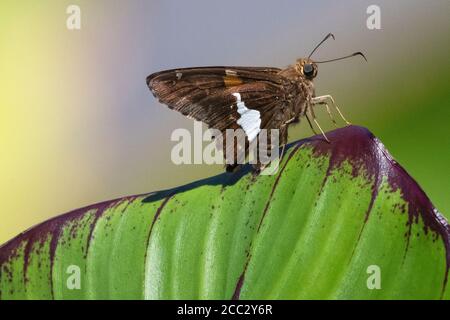 Kapitän mit Silberfleck, Epargyreus clarus, Stockfoto